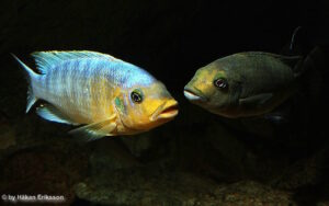Petrotilapia sp. 'yellow chin'